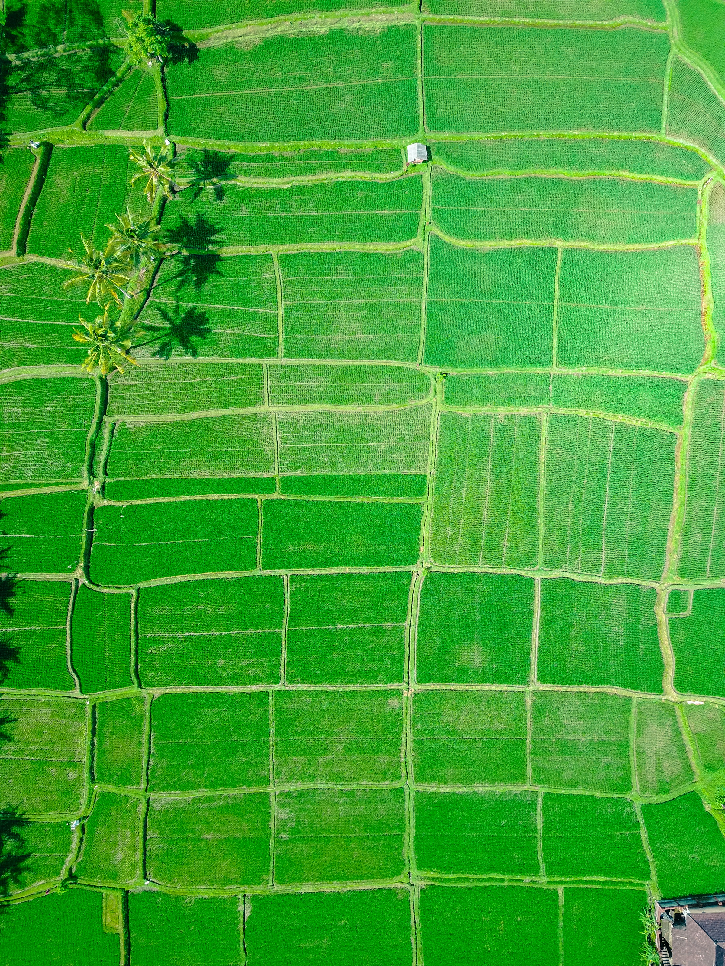 Aerial view of rice paddy fields